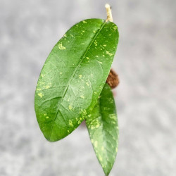 Hoya Sp. Aceh Gewat 