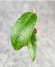 Hoya Sp. Aceh Gewat Hoya Sp. Aceh Gewat