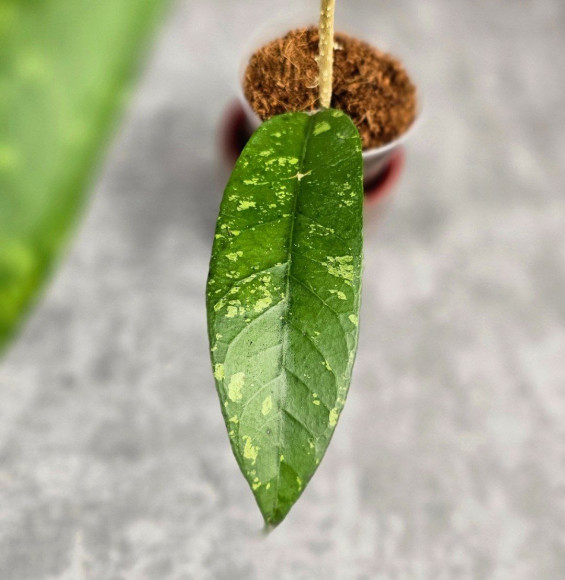 Hoya Sp. Aceh Gewat Hoya Sp. Aceh Gewat