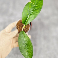 Hoya Sp. Aceh NAD 008 