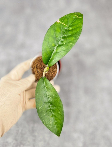 Hoya Sp. Aceh NAD 008 