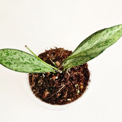 Hoya Argentela Luna