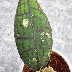 Hoya Clemensiorum Aceh #024                                                          