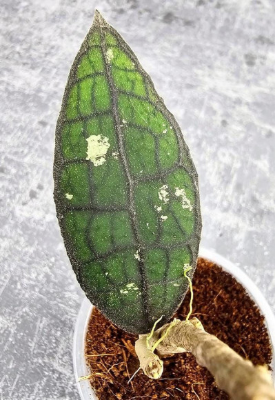 Hoya Clemensiorum Aceh #024                                                          
