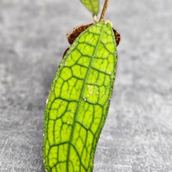 Hoya Clemensiorum Aceh ar #095