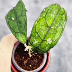 Hoya Clemensiorum Borneo #002