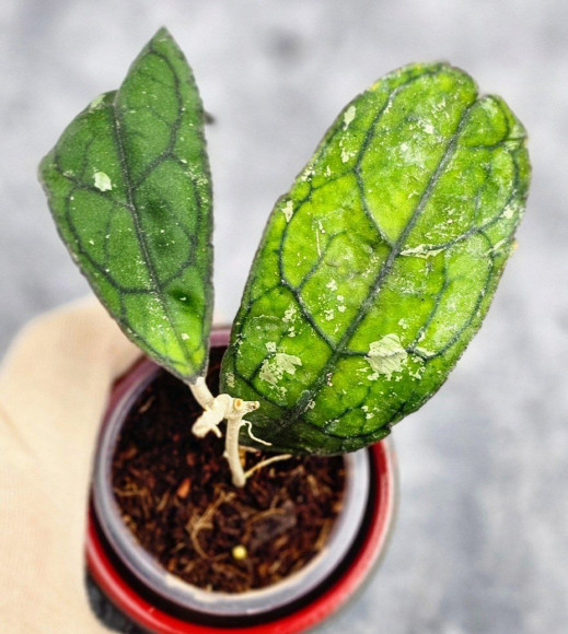 Hoya Clemensiorum Borneo #002