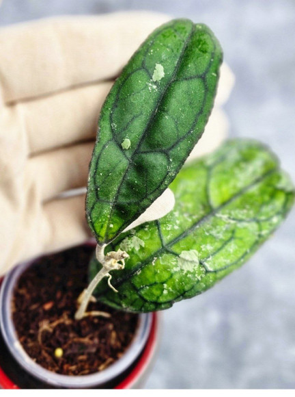 Hoya Clemensiorum Borneo #002 Hoya Clemensiorum Borneo #002