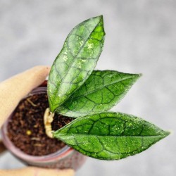 Hoya Clemensiorum Sarawak #002    