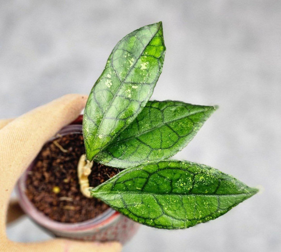 Hoya Clemensiorum Sarawak #002    