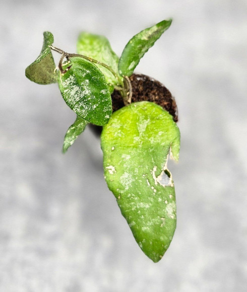 Hoya Caudata Aceh Hoya Caudata Aceh