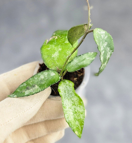 Hoya Caudata Aceh Hoya Caudata Aceh