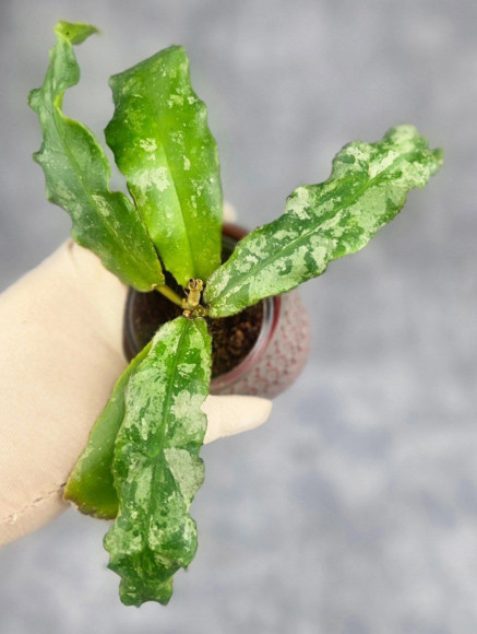 Hoya Undulata Army 