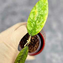 Hoya ABS001 High Splash  