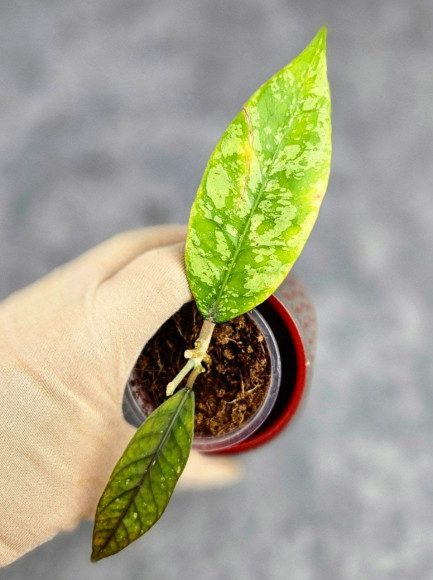 Hoya ABS001 High Splash Hoya ABS001 High Splash