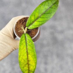 Hoya Sp. Aceh  Shogun Red Margin 