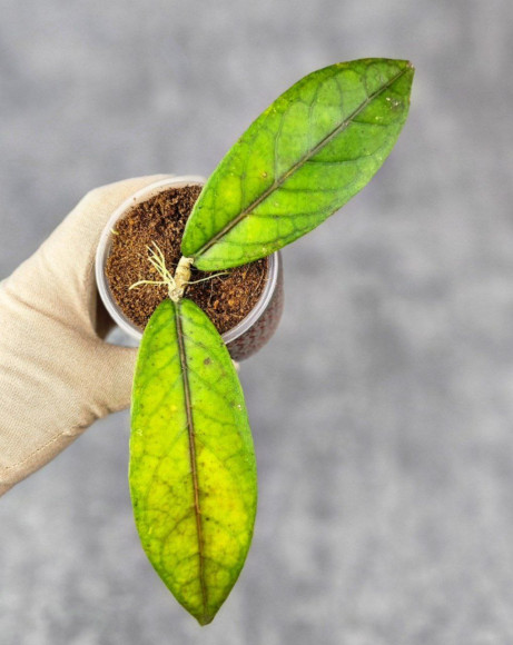 Hoya Sp. Aceh  Shogun Red Margin 