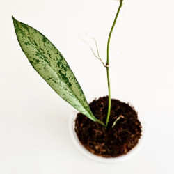 Hoya Argentela Luna 