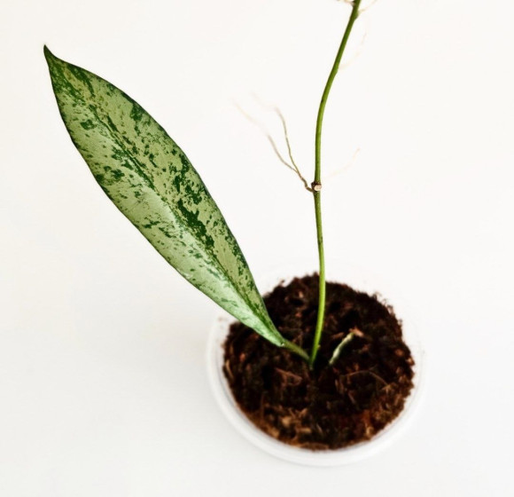 Hoya Argentela Luna 