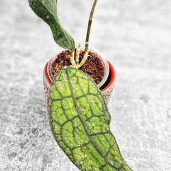 Hoya Clemensiorum Aceh #024                                                           