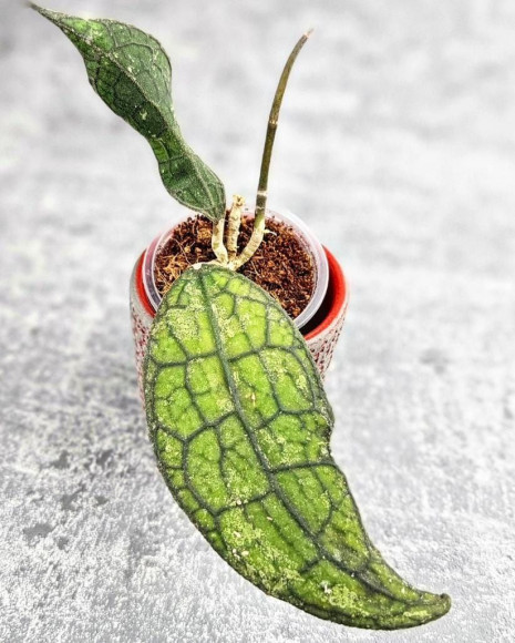 Hoya Clemensiorum Aceh #024                                                           