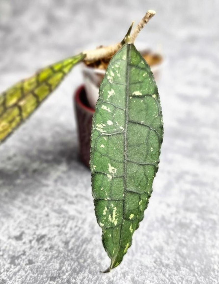 Hoya Clemensiorum Aceh ar #096