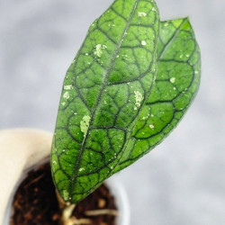 Hoya Clemensiorum Borneo #003