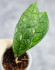 Hoya Clemensiorum Borneo #003