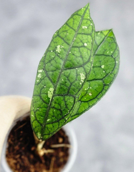 Hoya Clemensiorum Borneo #003