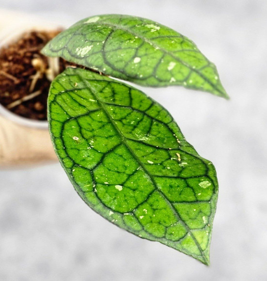 Hoya Clemensiorum Borneo #003 Hoya Clemensiorum Borneo #003