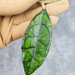 Hoya Clemensiorum Sarawak #002     