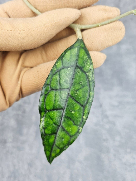 Hoya Clemensiorum Sarawak #002     