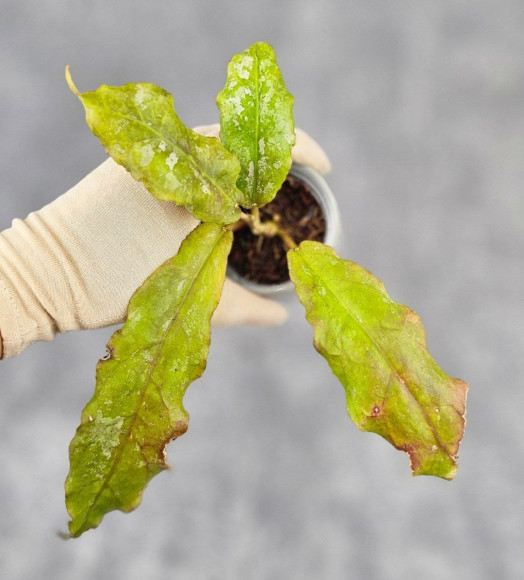 Hoya Undulata Army Hoya Undulata Army