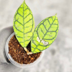 Hoya Calistophylla Splash  