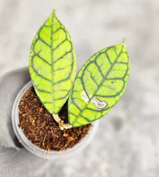 Hoya Calistophylla Splash Hoya Calistophylla Splash