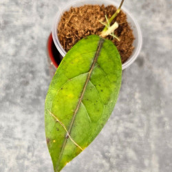 Hoya Sp. Aceh  Shogun Red Margin 