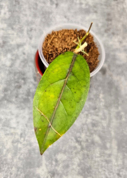 Hoya Sp. Aceh  Shogun Red Margin 