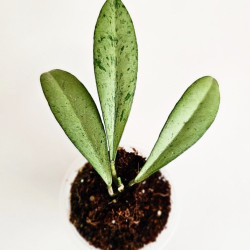 Hoya Argentela Luna 