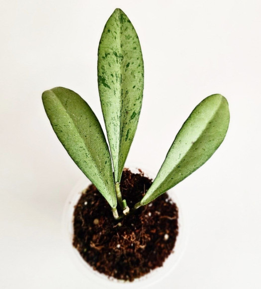 Hoya Argentela Luna 