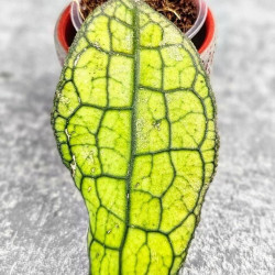 Hoya Clemensiorum Aceh #024                                                            