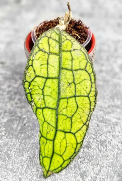 Hoya Clemensiorum Aceh #024                                                            
