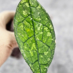 Hoya Clemensiorum Aceh ar #099