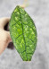 Hoya Clemensiorum Aceh ar #099
