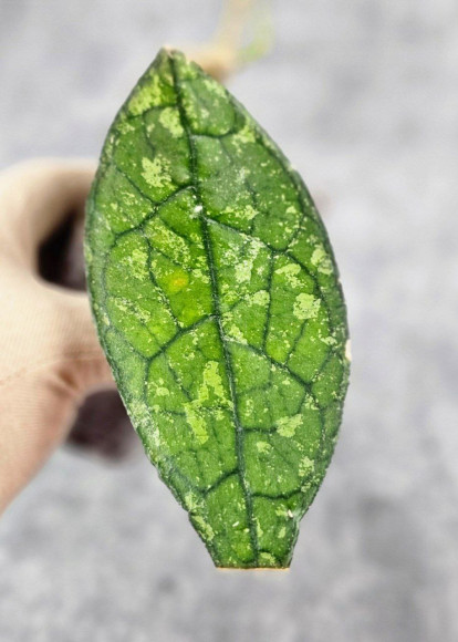 Hoya Clemensiorum Aceh ar #099