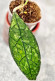 Hoya Clemensiorum Aceh ar #099