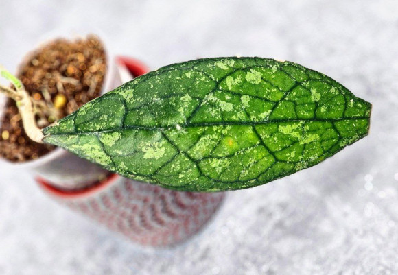 Hoya Clemensiorum Aceh ar #099 Hoya Clemensiorum Aceh ar #099