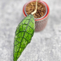 Hoya Clemensiorum Borneo #003 