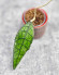 Hoya Clemensiorum Borneo #003 