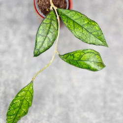 Hoya Clemensiorum Sarawak #002      