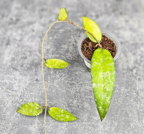 Hoya Caudata Aceh Hoya Caudata Aceh